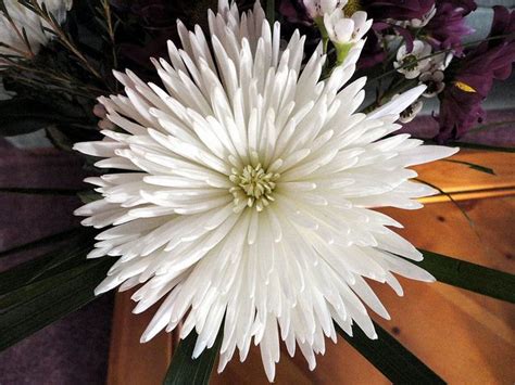 Pink flowers close up floating in water. White Spider Mum | Amazing flowers, Spider mums, Beautiful ...