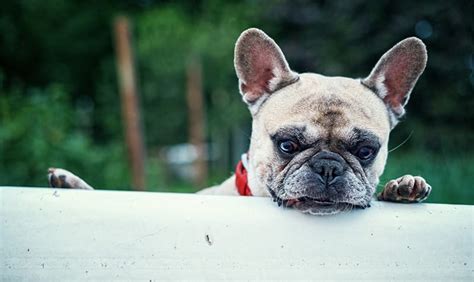 The best french names to give your new dog. 200+ Perfect French Bulldog Names - My Dog's Name