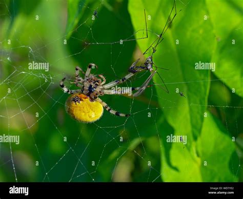 Common Orb Weaver Spider Metellina Segmentata Norfolk Garden Stock
