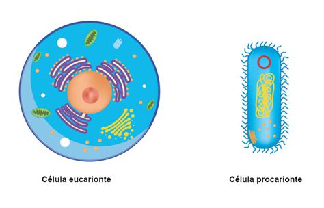 Célula Eucarionte Características Organelas Mundo Educação