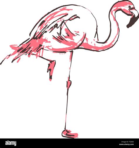 Vector Illustration Of A Pink Cartoon Flamingo Sketch Of A Flamingo