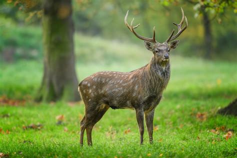 Sika Cervus Nippon By Murray Thomas Wild Deer