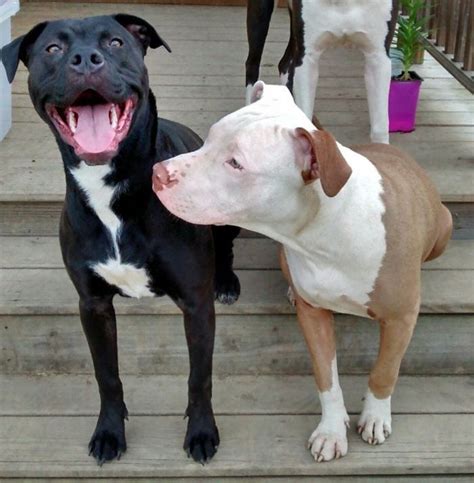 19 Fotografías Que Prueban Que Los Pit Bulls Son La Raza Más Feliz