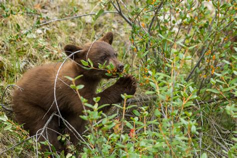 Grizzly Bear Cub And A Couple Of Trees Christopher Martin Photography
