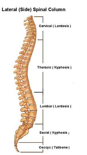 Anatomy Corner What Do The Words Lordosis And Kyphosis Mean — Musicians Health Collective