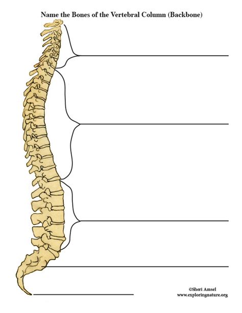 EMS Spinal Column Labeling Diagram Quizlet