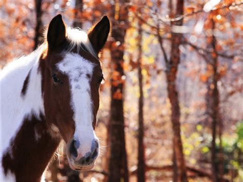 48 Horses In Autumn Desktop Wallpaper Wallpapersafari