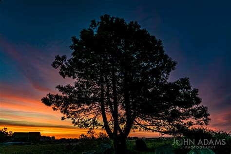 Pine Tree Sunrise John Adams Photography