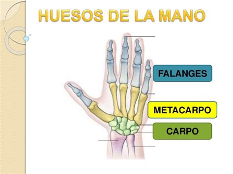 Anatomía Huesos De La Mano