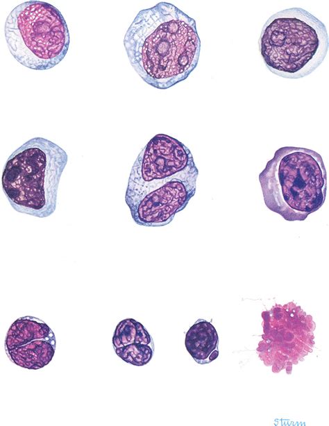 Blood Cell Morphology