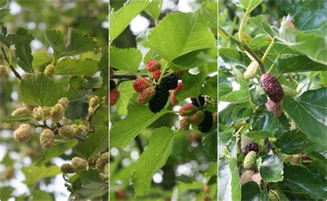 Balkan Ecology Project : Mo' Mulberry - The Essential Guide to probably ...