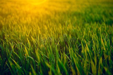 Sunset In Green Grass Field Closeup Spring Landscape Bright Colorful