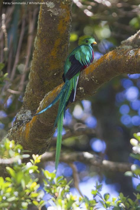 National Bird Of Guatemala Resplendent Quetzal Whitehawk Birding