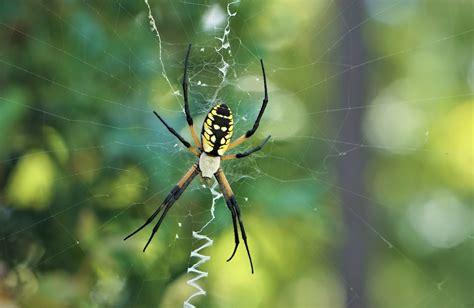 Spider Spotlight Yellow Garden Spider Drive Bye Pest Exterminators
