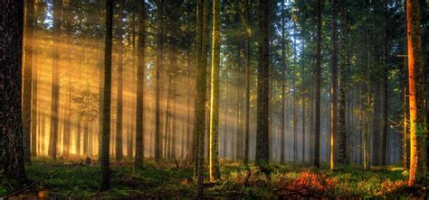 2048x960 Nature Landscape Sunrise Forest Sun Rays Germany Trees Mist