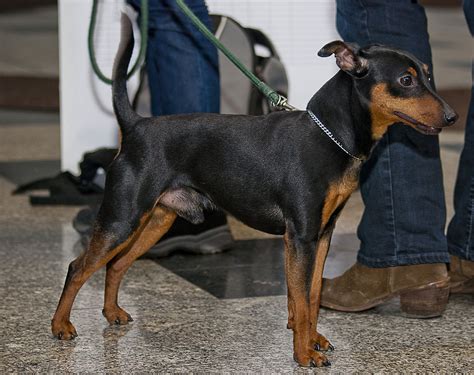 Miniature Pinscher Facts Pictures Price And Training Dog Breeds