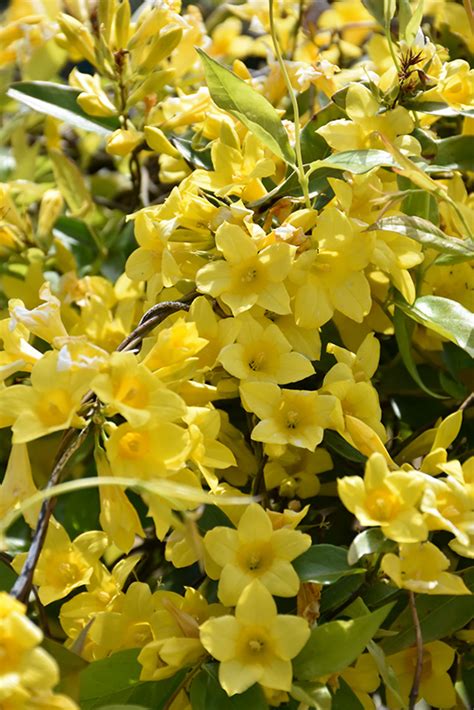 Carolina Yellow Jessamine Buchanans Native Plants