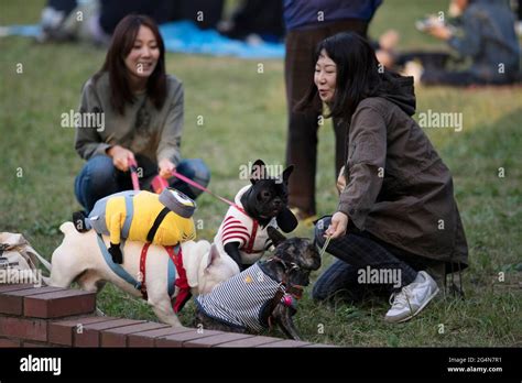 Women Taking Dogs On A Walk Hi Res Stock Photography And Images Alamy