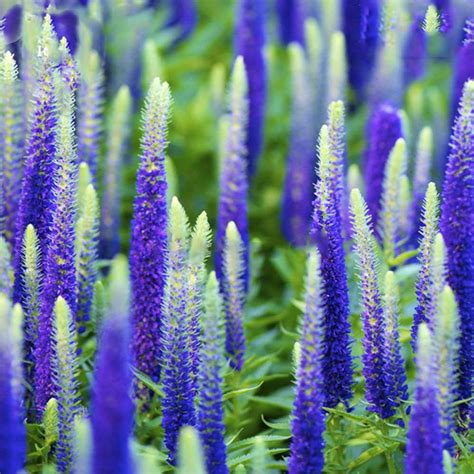 Best Garden Seeds Natural Blue Spiked Speedwell Veronica