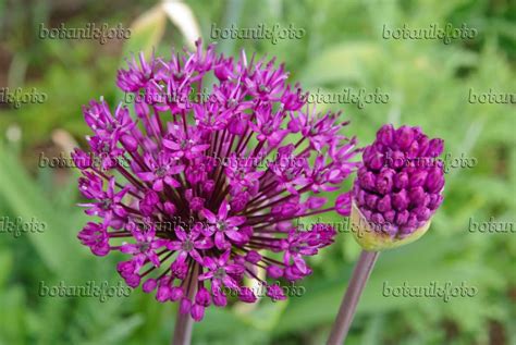 Images Allium Aflatunense Purple Sensation Images De Plantes Et De