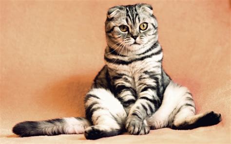 Top Cutest Cat Breeds In The World Pet Territory