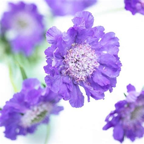 Seminte De Sipica Scabiosa Caucasica Perfecta Lavender Blue