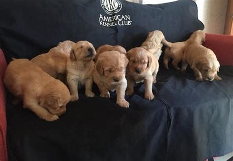They're also natural athletes and do well in dog sports such as agility and competitive obedience. Golden Retriever Puppy for Sale - Adoption, Rescue for Sale in Robbins, Tennessee Classified ...