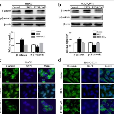 Autophagy Activated Wntβ Catenin Signaling In Hcc Cells A B