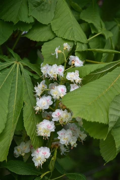 Beautiful Flowering Horse Chestnut Tree Blooming In England Stock Image