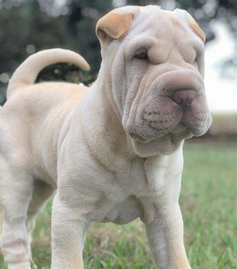 Shar Pei Colors All 21 Coat Colors Explained With Pictures 2022