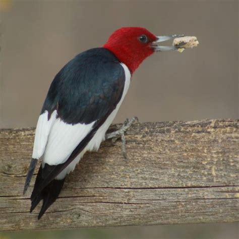 Red Headed Woodpecker Adult Turkey Run State Park Parke County