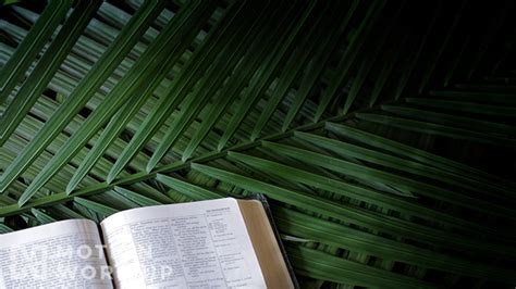Bible Palm Branches Motion Worship Video Loops Countdowns