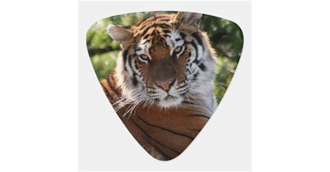 Tiger Face Guitar Pick Zazzle