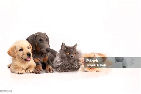 Persian Cats Golden Retriever And Doberman Puppies Stock Photo