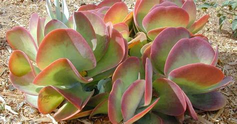 Paddle Plant Care How To Grow Flapjacks Kalanchoe Thyrsiflora