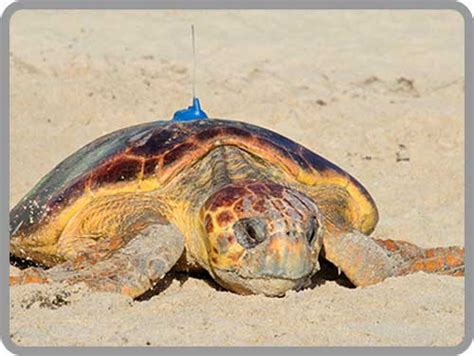 Sea Turtle Tracking Tracking Loggerheads From The Archie Carr Refuge