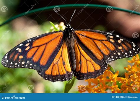 Monarch Butterfly With Open Wings Stock Photo Image Of Flower