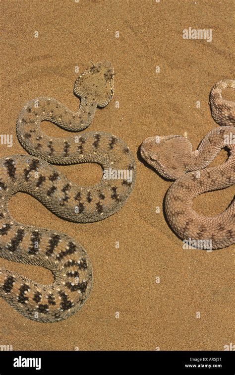 Sand And Horned Vipers Stock Photo Alamy