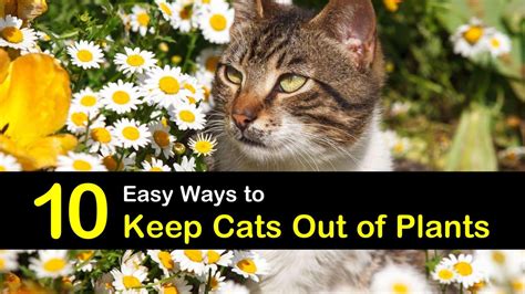 Here are some measures you can take to discourage cats from coming into your yard. 10 Easy Ways to Keep Cats Out of Plants