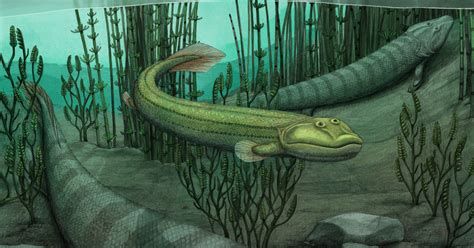 This Fish Evolved To Walk On Land — Then Said Nope And Went Back To