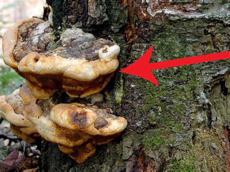 This 2000 Year Old Killer Fungus In Oregon Is The Worlds Largest