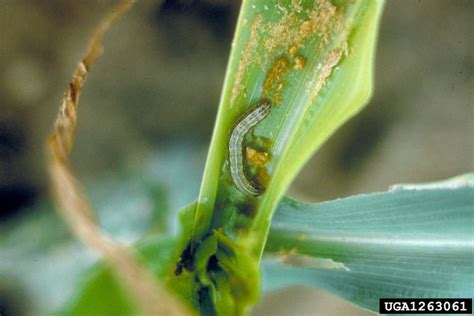 Fall Armyworm Spodoptera Frugiperda On Corn Zea Mays 1263061