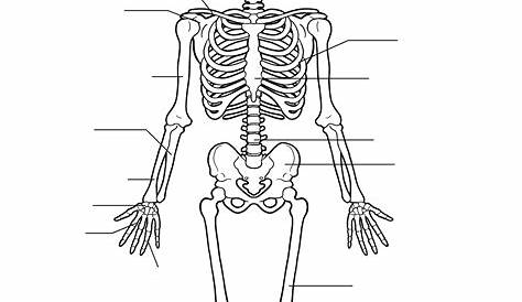 Free Printable Human Skeleton Worksheet for Students and Teachers