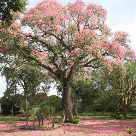 The Toborochi Tree And The Guaraní Legend Ruta Verde Tours