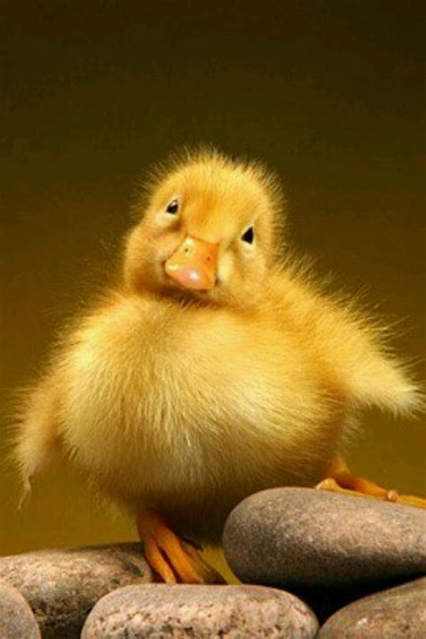 Cute Baby Duck Cuteness Alert Pinterest