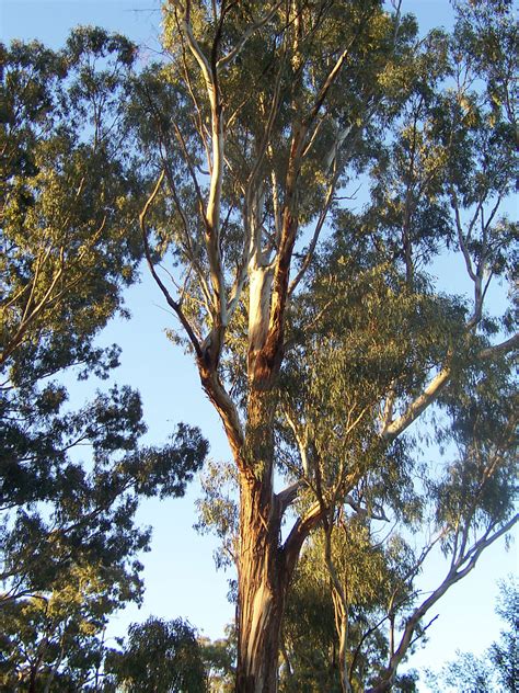 Fileeucalyptus Tree Simple English Wikipedia The Free Encyclopedia