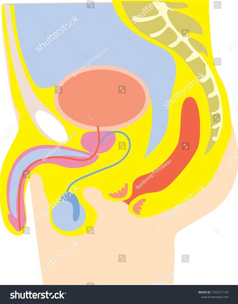 Male Reproduction System Human Body Anatomy Stock Vector Royalty Free