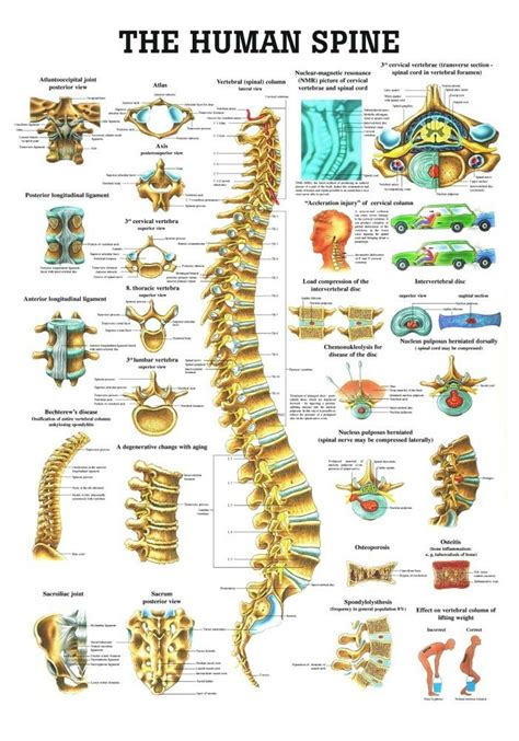 This activity allows students to click the diagram of major human organs to learn about their functions. Human Spine Poster - Clinical Charts and Supplies