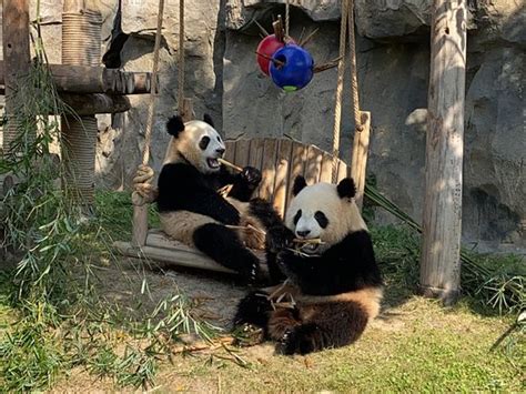 Shanghai Wild Animal Park 2019 What To Know Before You Go With