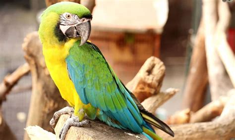 Common Diseases In Amazon Parrots Cute Parrots